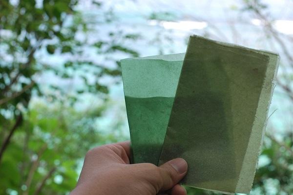 biodegradable plastics made of sustainably-harvested seaweed