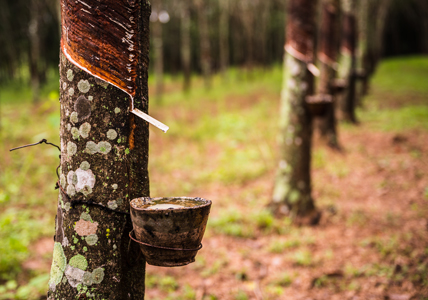 Digital Marketplace for Natural Rubber Industry