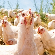 No Fresh Chickens, No Fries? Tips to Surviving Trade Disruption