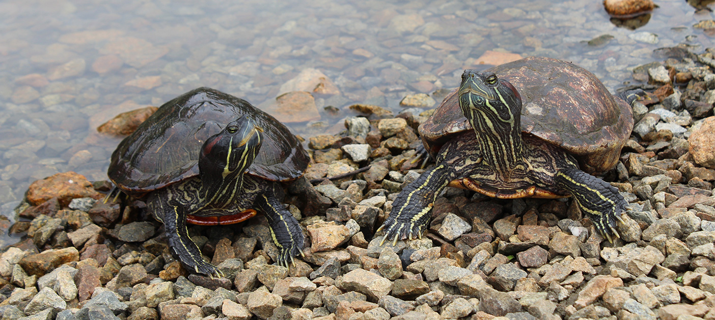 Kusu Island is home to hundreds of tortoises