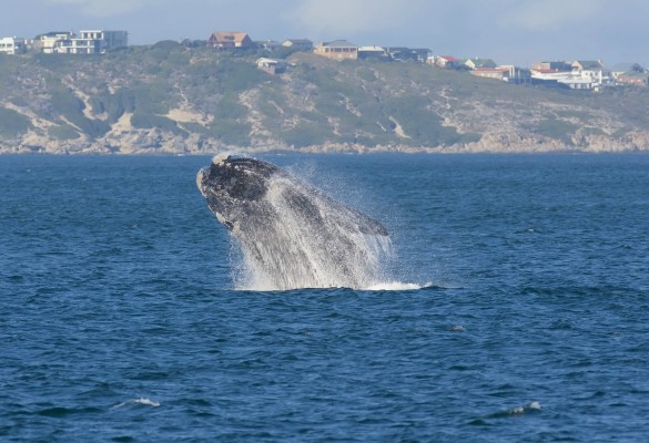 Whale-watching from Hermanus Shore